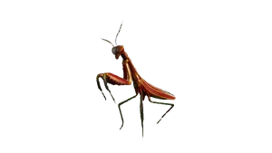 Smalland_RedMantis.webp