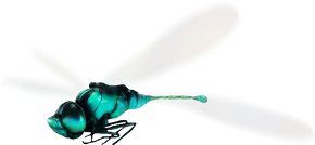 Smalland_Damselfly.webp