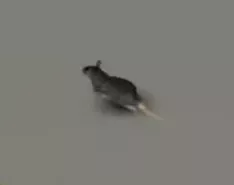 PZ_Rats.webp