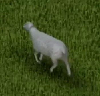 PZ_Sheep.webp
