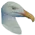 Raft_Martı.webp