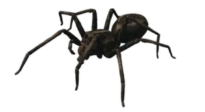 Smalland_WolfSpider.webp