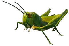 Smalland_Grasshopper.webp