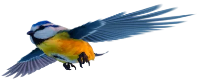Smalland_BlueTit.webp