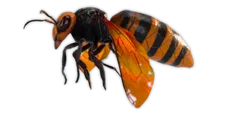 Smalland_Hornet.webp